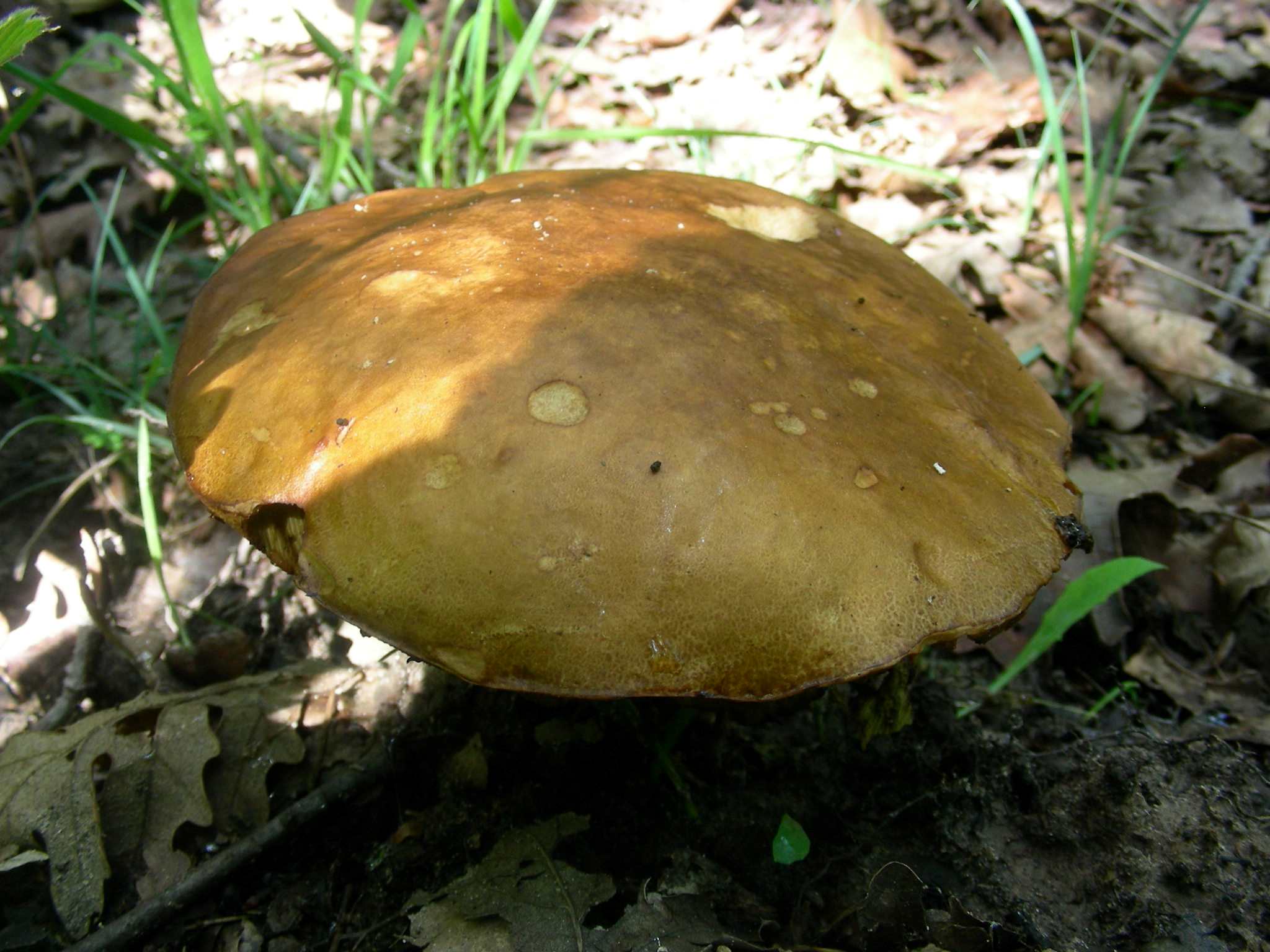 1344 Maggio vecchio ritrovamento